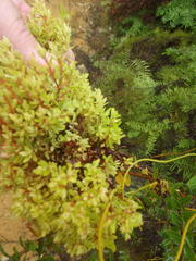 Protea witches broom phytoplasma