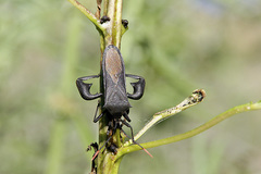 Anoplocnemis curvipes