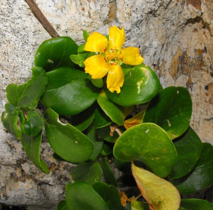 Roepera macrocarpos