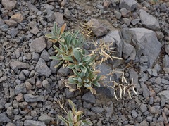 Phoenicaulis cheiranthoides