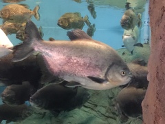 Piaractus brachypomus