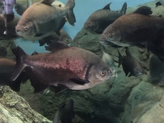 Piaractus brachypomus