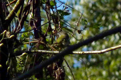 Phylloscartes ventralis