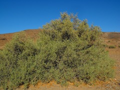 Tetraena microcarpa