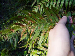 Pteris deflexa
