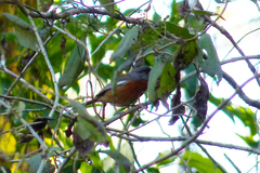 Microspingus erythrophrys