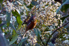 Microspingus erythrophrys