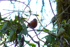 Microspingus erythrophrys