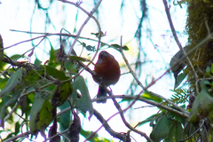 Microspingus erythrophrys