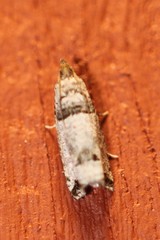 Notocelia culminana