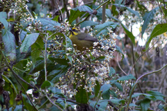 Dendrophorbium peregrinum