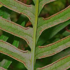 Pteris dentata