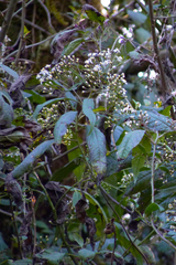 Dendrophorbium peregrinum