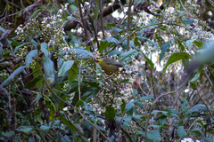 Dendrophorbium peregrinum