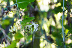 Passiflora urnifolia