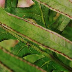 Pteris dentata