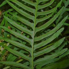 Pteris dentata