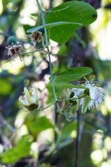Passiflora urnifolia