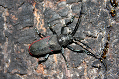 Ceroplesis ferrugator