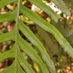Pteris dentata