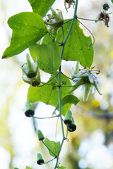 Passiflora urnifolia