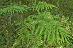 Pteris dentata