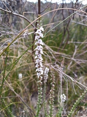 Epacris pulchella