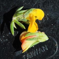 Aspalathus juniperina