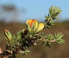 Aspalathus juniperina