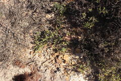 Aspalathus juniperina