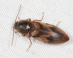 Stropenron hieroglyphica