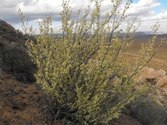 Tetraena prismatocarpa