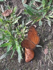 Junonia hedonia