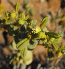 Tetraena prismatocarpa