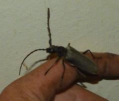 Neoplocaederus granulatus