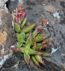 Crassula capitella
