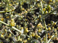 Tetraena retrofracta