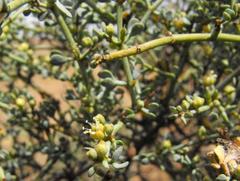 Tetraena retrofracta