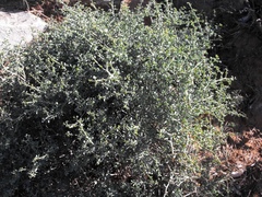 Tetraena retrofracta