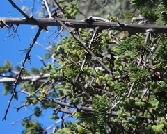 Asparagus mucronatus