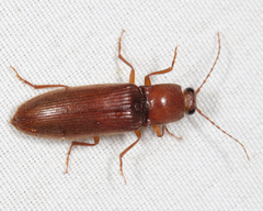 Hemicrepidius melanophthalmus