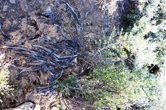 Asparagus mucronatus