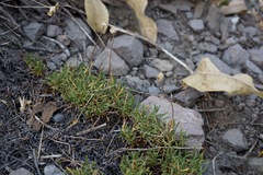 Erigeron barbellulatus
