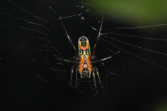 Leucauge