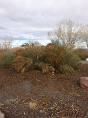Atriplex lentiformis breweri