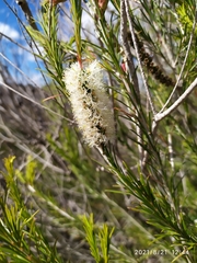 Melaleuca armillaris
