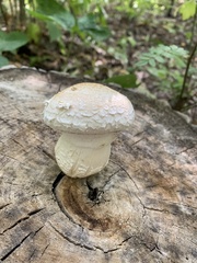 Hemipholiota