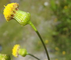 Senecio paniculatus