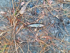 Hesperoleucus symmetricus