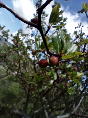 Bursera simplex Rzed. & Calderón 2